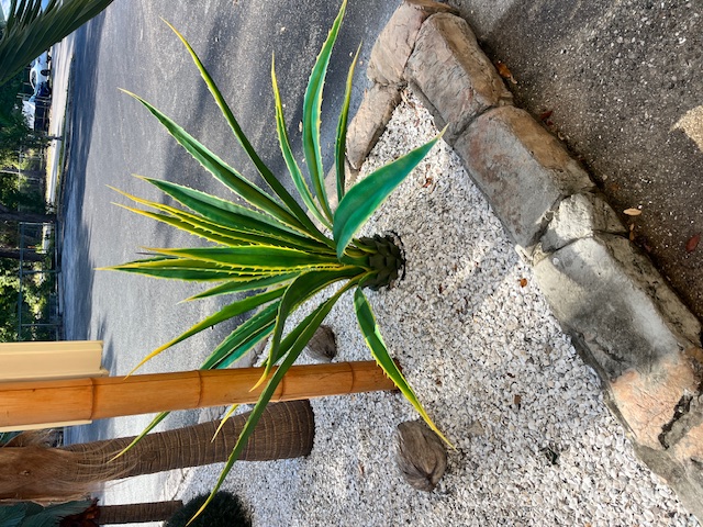 48"  GIANT AGAVE PLANT